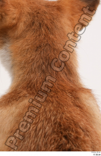 Fox  2 neck 0002.jpg